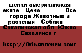 щенки американская акита › Цена ­ 30 000 - Все города Животные и растения » Собаки   . Сахалинская обл.,Южно-Сахалинск г.